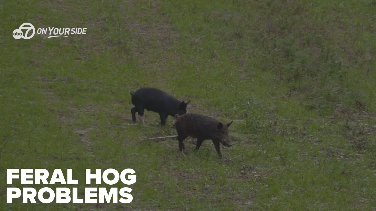 Feral hogs continue to spread across Arkansas, prompting more aggressive removal efforts