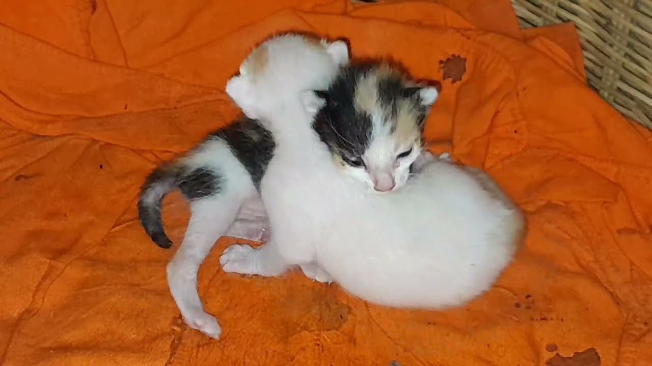 Too much love the baby kittens are sleeping wait for milk from mom cat
