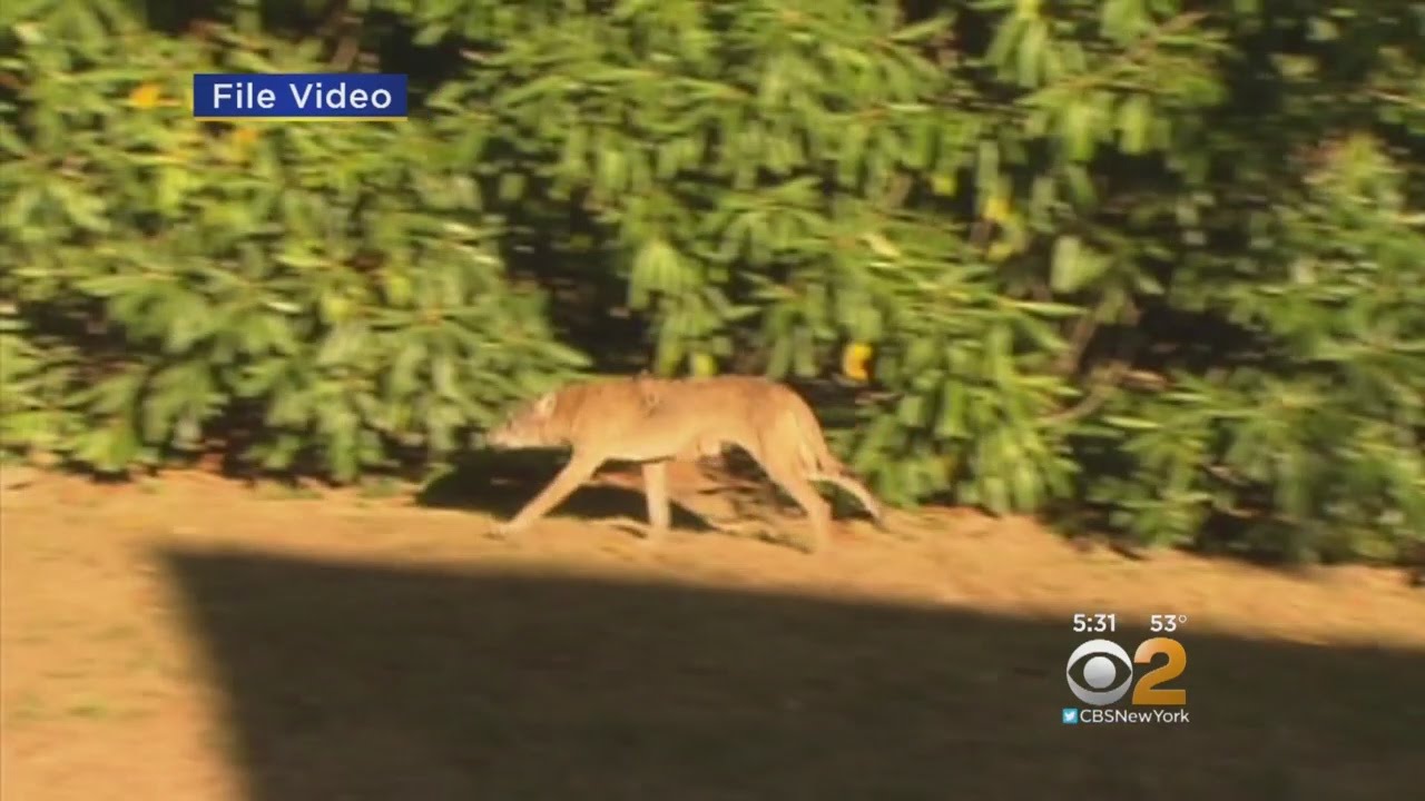Coyote Sightings In Bergen County