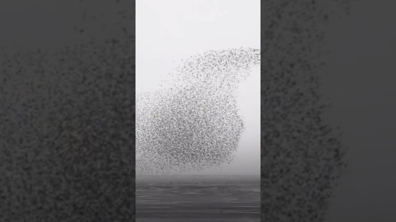 Swirling murmuration of knot birds. #shorts