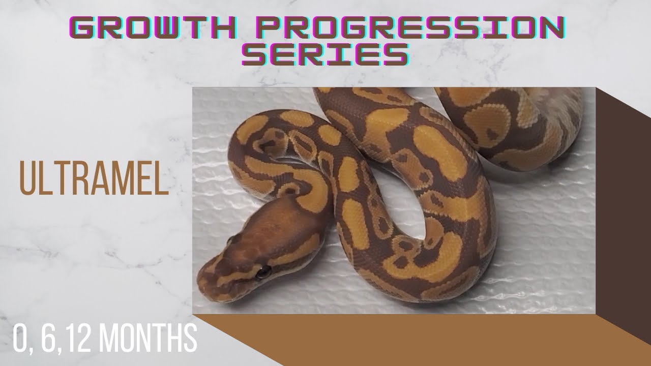 Ultramel Ball Python Baby to Sub-Adult Size Growth- Growth Progression Series