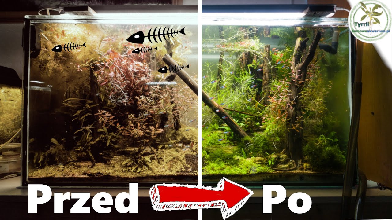 🧊💀Masakra o_O,  🌿🐠200l  co tu się podziało.