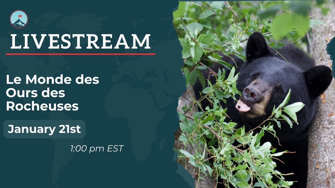 Le Monde des Ours des Rocheuses