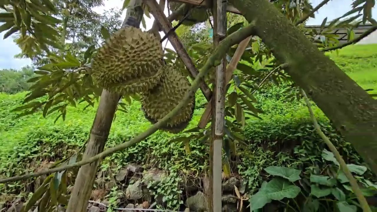 Post-Fruiting Pruning, what are the impacts?