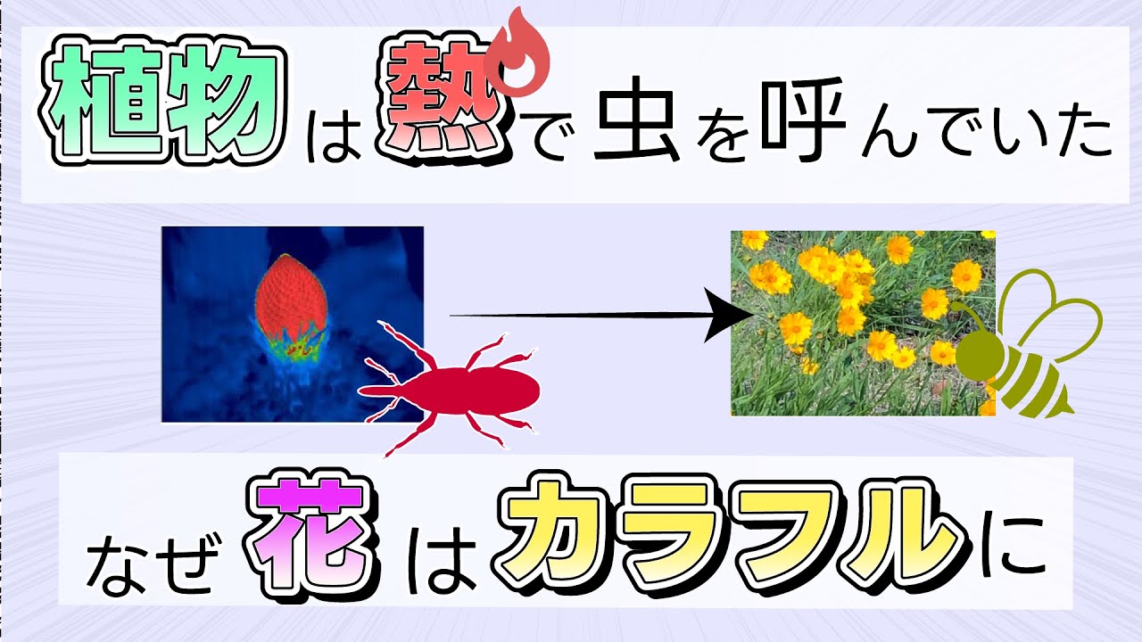 【最新研究2025】なぜ植物はカラフルに？ 熱から色への共進化 #たかとー研究室