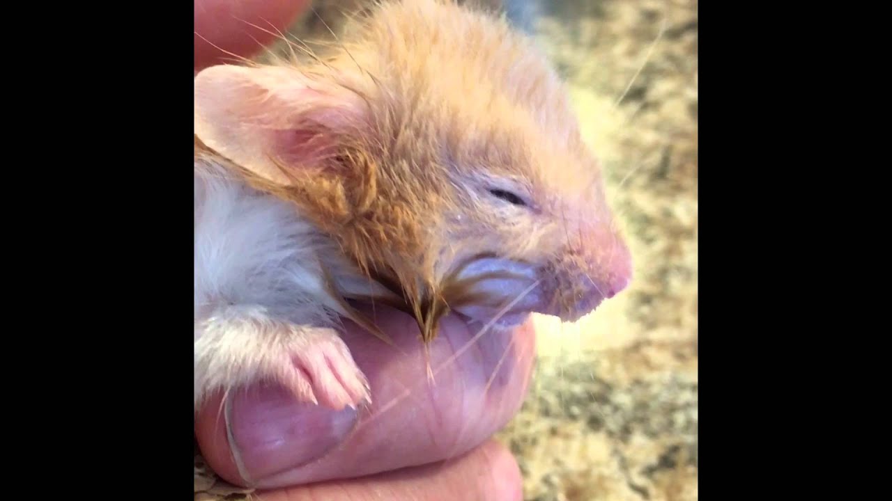 Hamster with Severe Dehydration