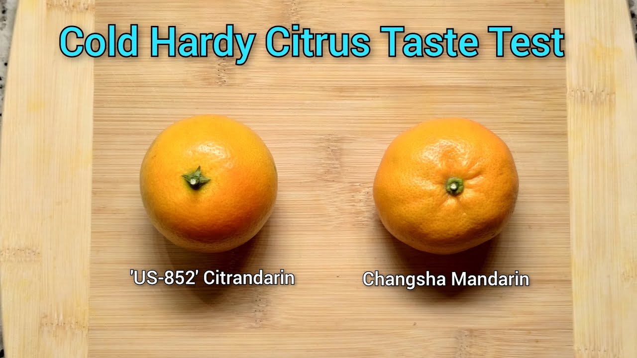 US-852 Citrandarin and Changsha Mandarin Taste Test