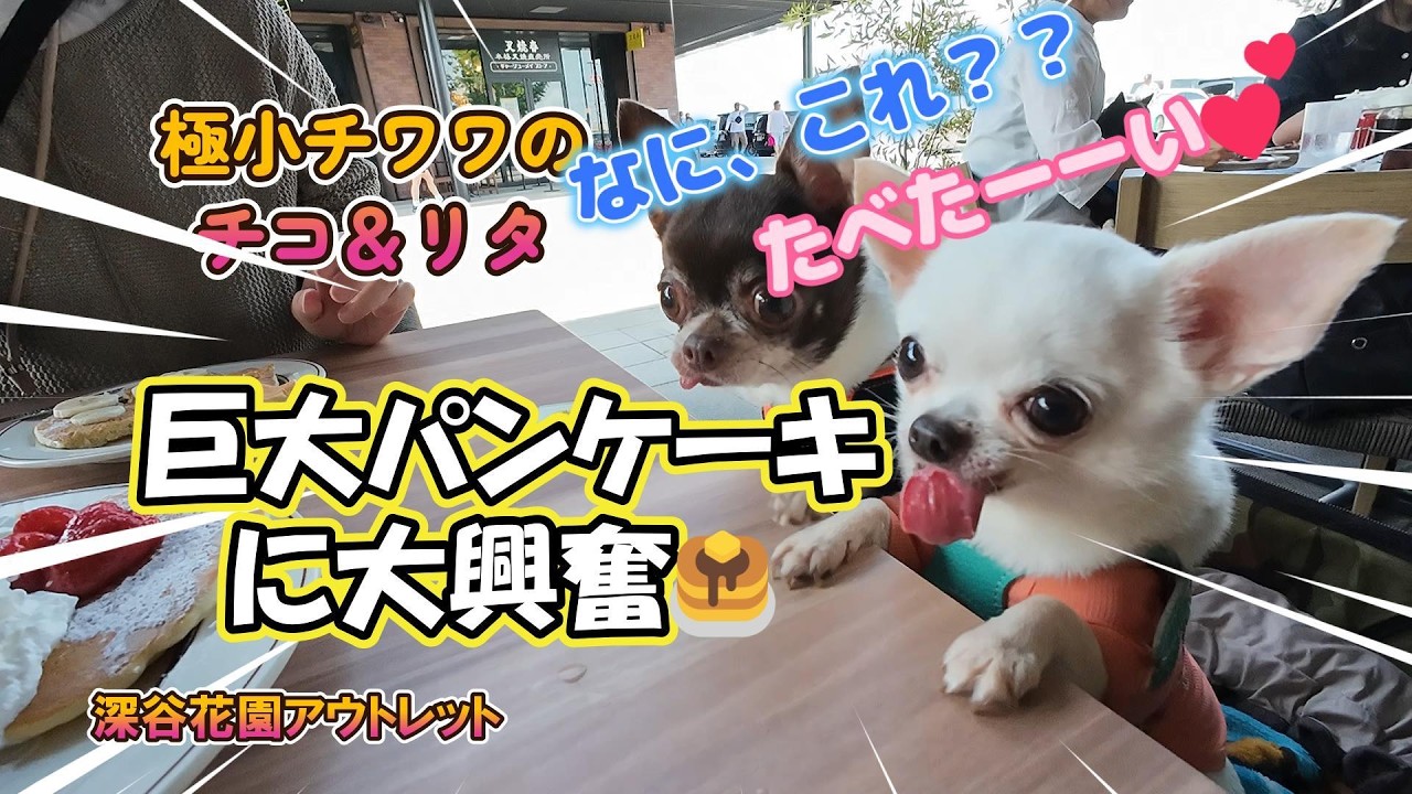 【犬連れお出かけ】ふかや花園アウトレットのEggs 'n Things！極小チワワ”チコ＆リタ”巨大パンケーキに圧倒…？