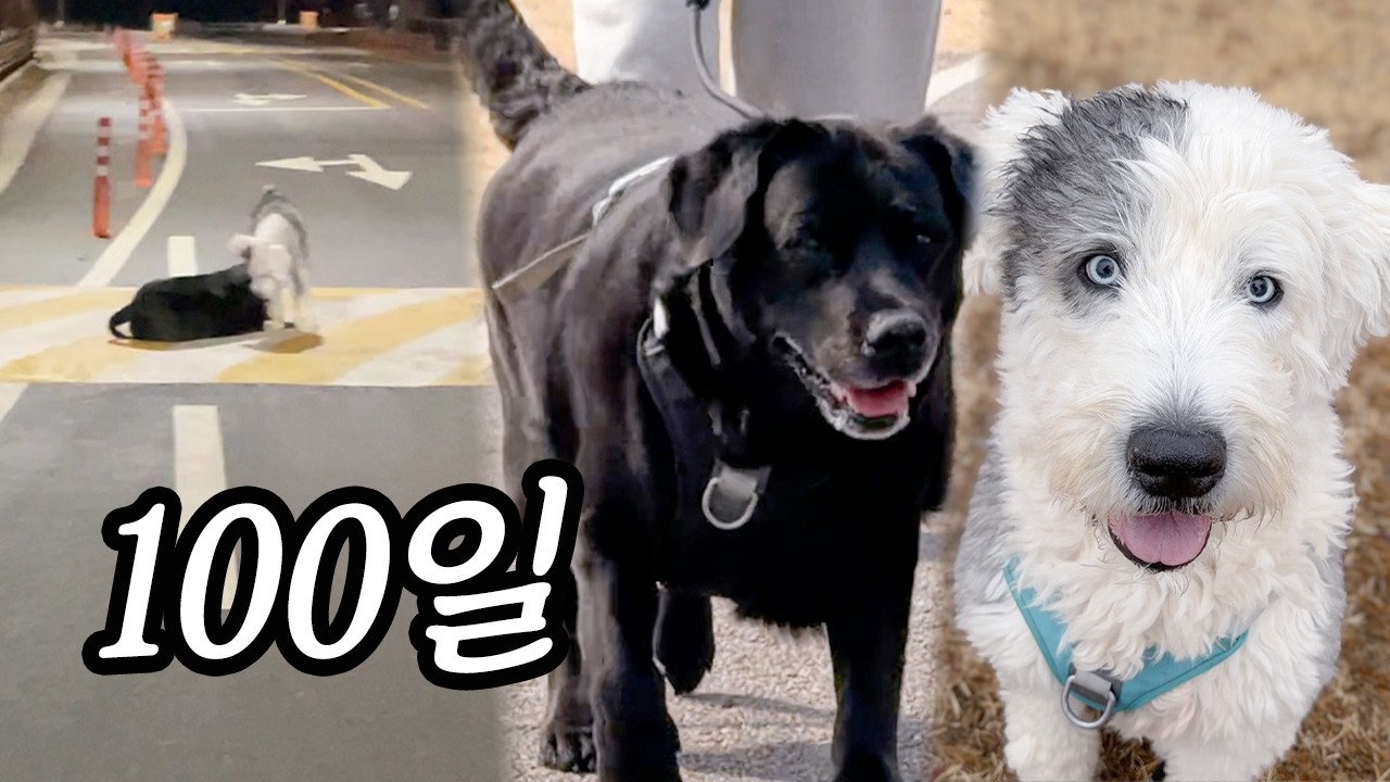 도로 위에 버려졌던 강아지 구조 후 100일 | 모아보기