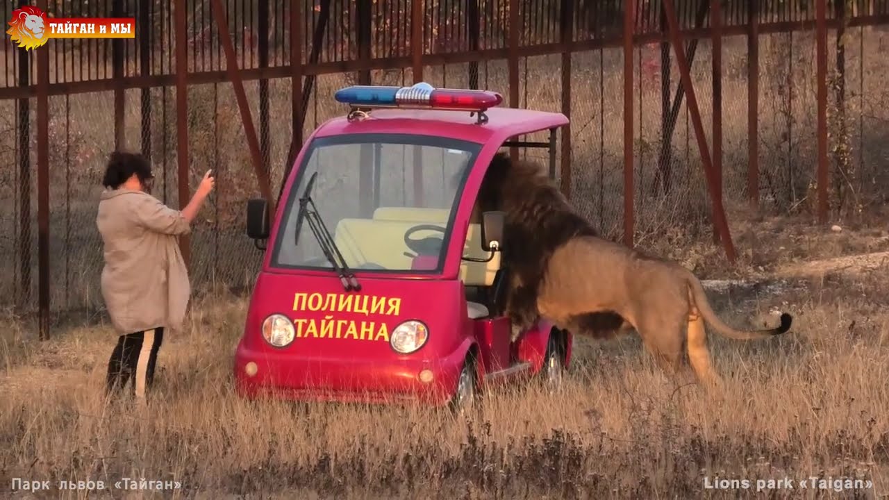 Подслушано, подсмотрено и накаркано - Люся и Вова, серия 2. Львы. Тайган. Lions life in Taigan.