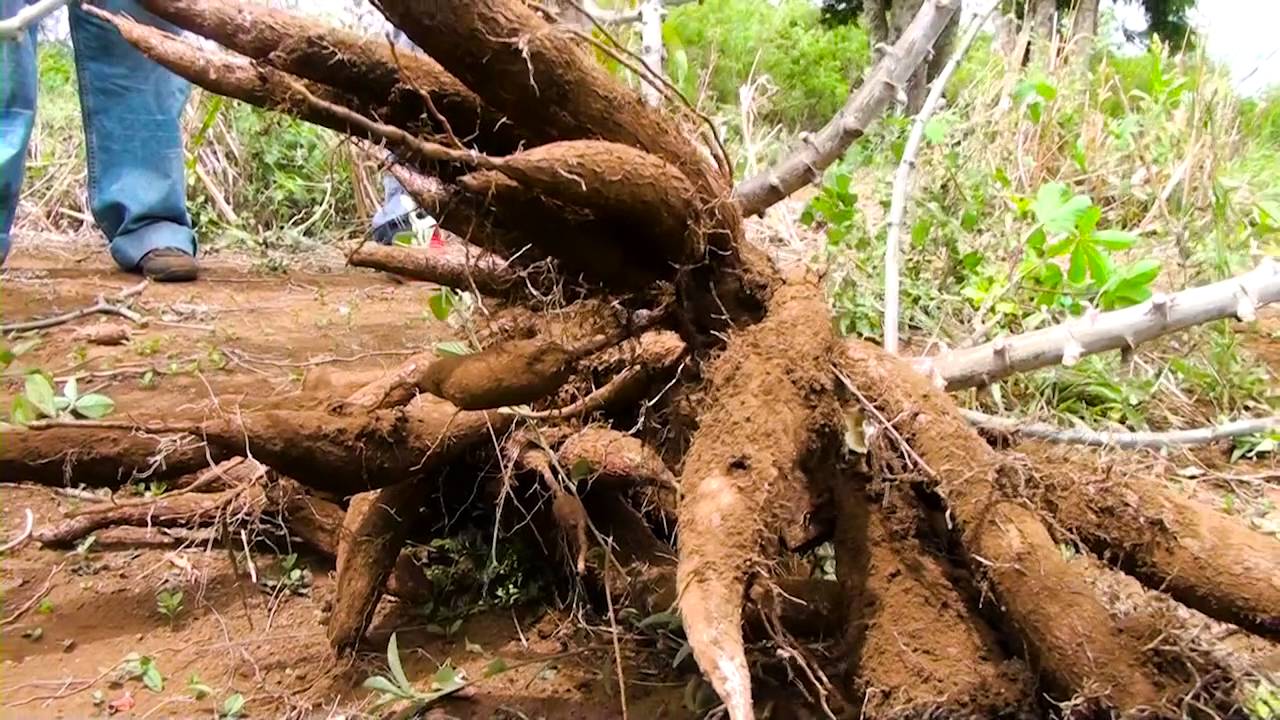 Variedad biofortificada de yuca 