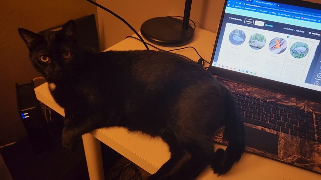 Silvermist Loves Stopping Me From Updating The Website