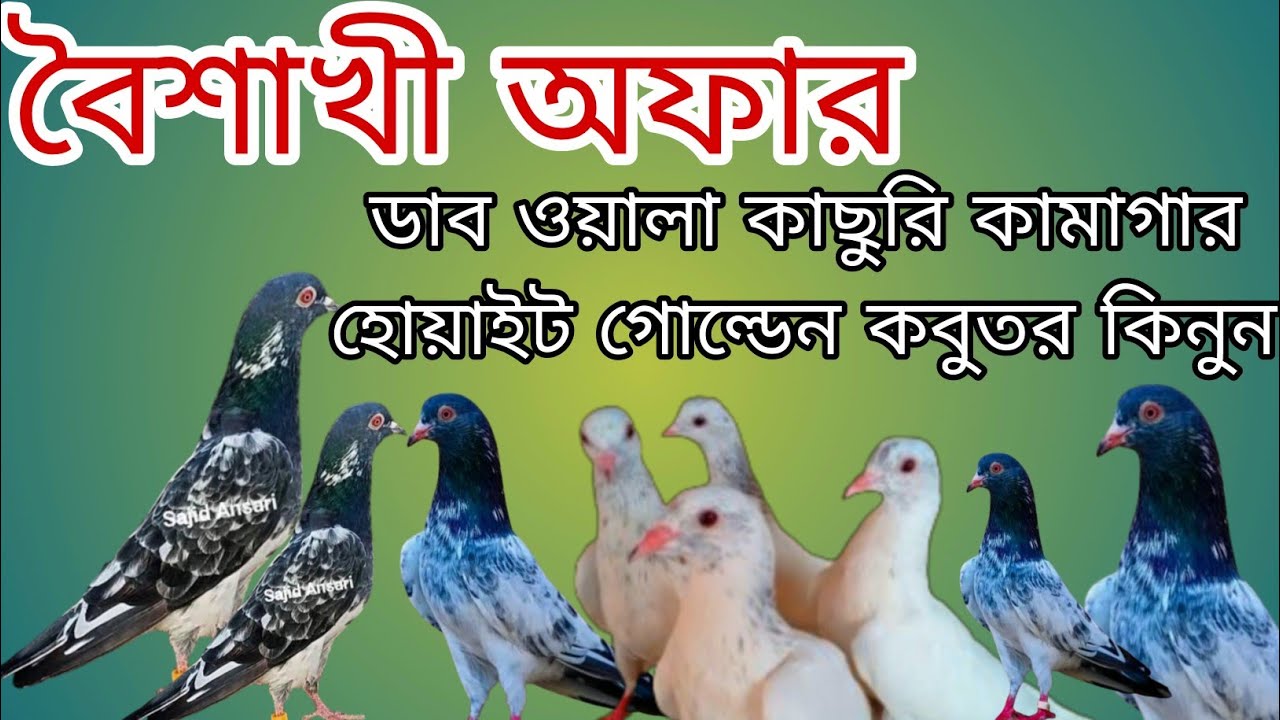 ভালো মানের ডাব ওয়ালা, কাছুরি, কামাগার, হোয়াইট গোল্ডেন রানিং ও বাচ্চা কবুতর বিক্রয় হবে।