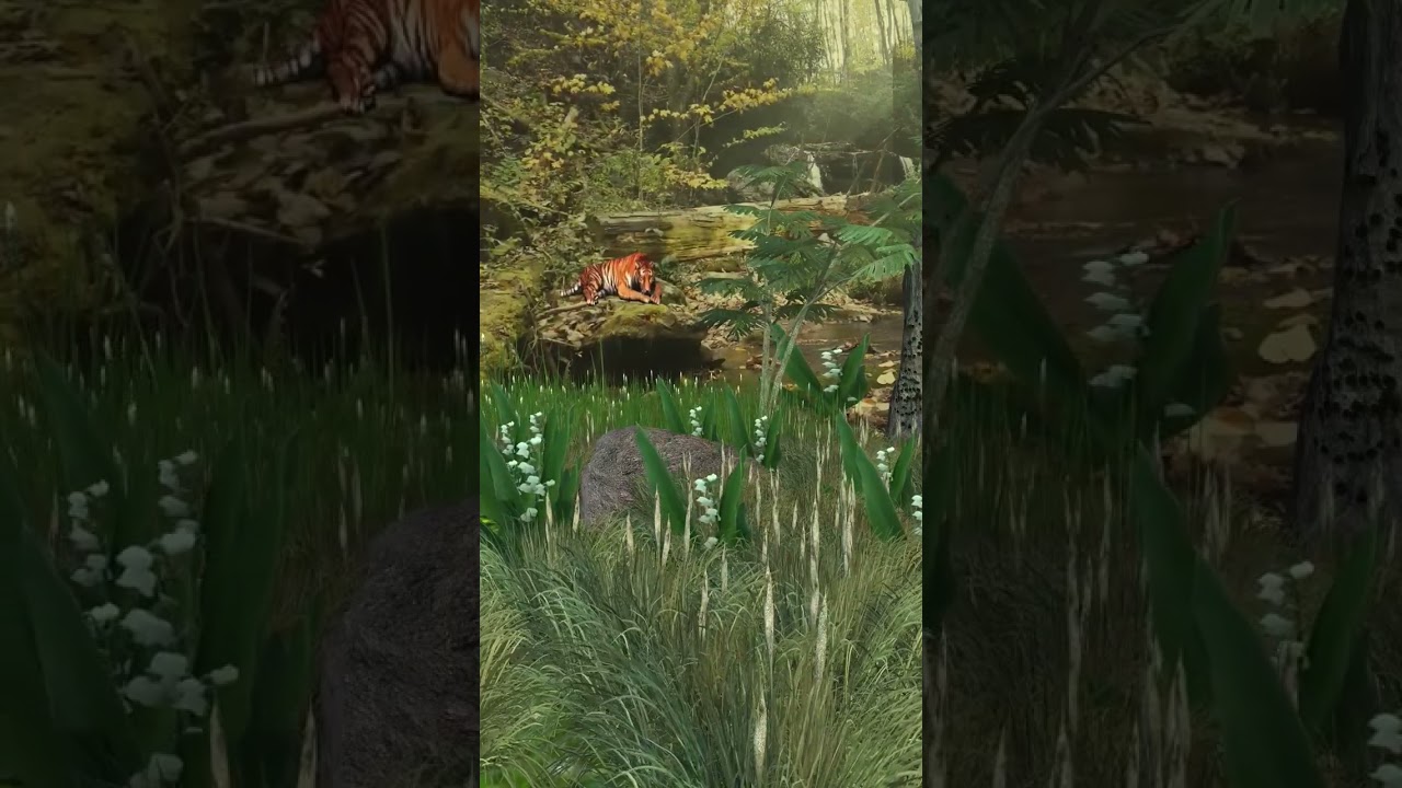 Alone moment of single tiger male