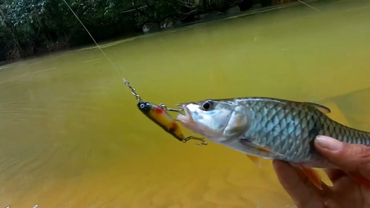 TERNYATA .....!! CASTING HAMPALA PAKAI PENCIL AMPUH JUGA || CASTING HAMPALA PAKAI LURE TOPWATER