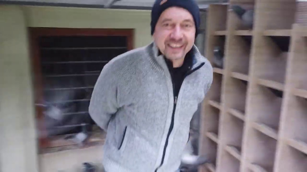 Gołębie Andreasa Drapy na sprzedaż - prezentuje Robert Grochowski - 06.12.2020r.