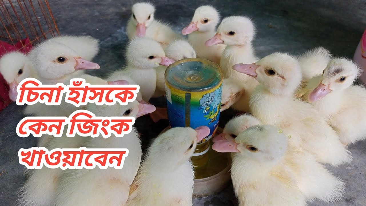 চিনা হাঁসের জন্য জিংক অনেক গুরুত্বপূর্ণ || চিনা হাঁসকে কেন জিংক খাওয়াবেন। 