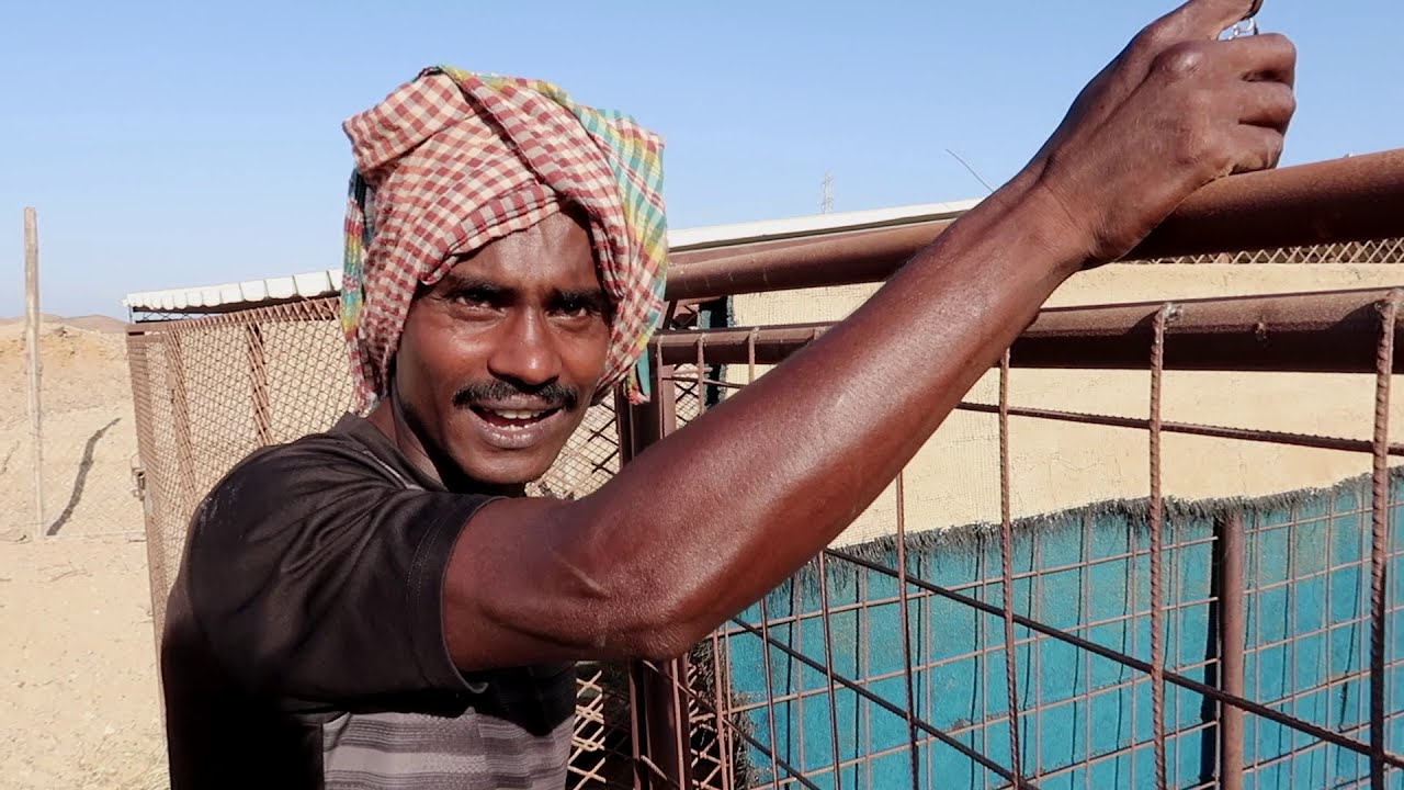 خروف العيد 🐑
