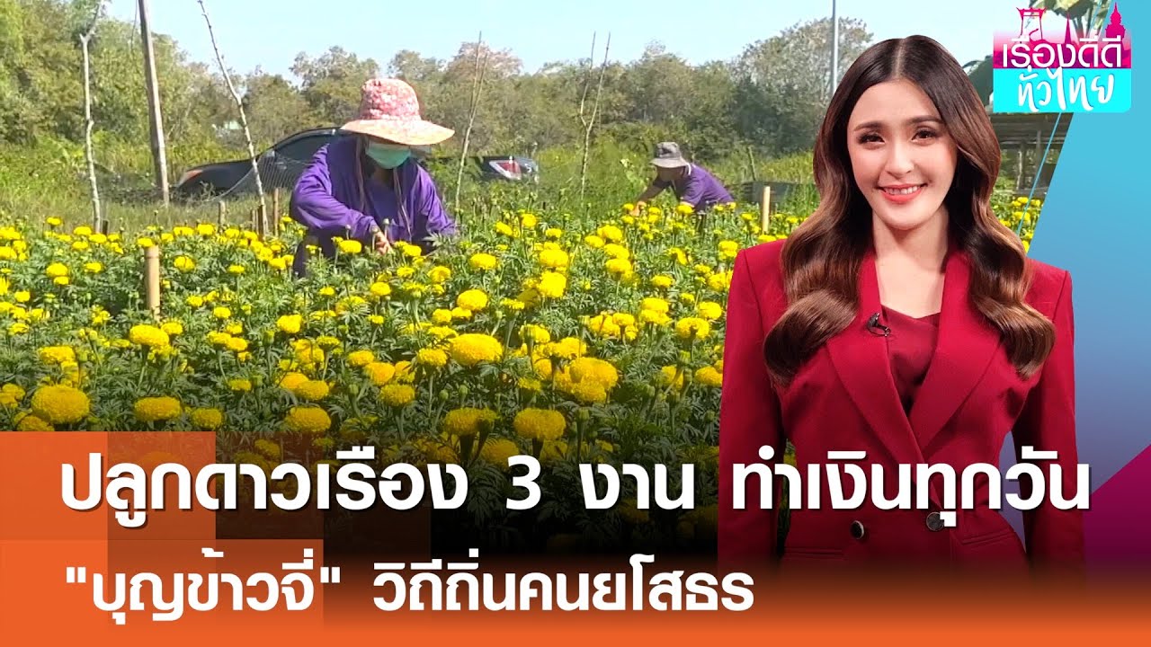 ปลูกดาวเรือง 3 งาน ทำเงินทุกวัน, 