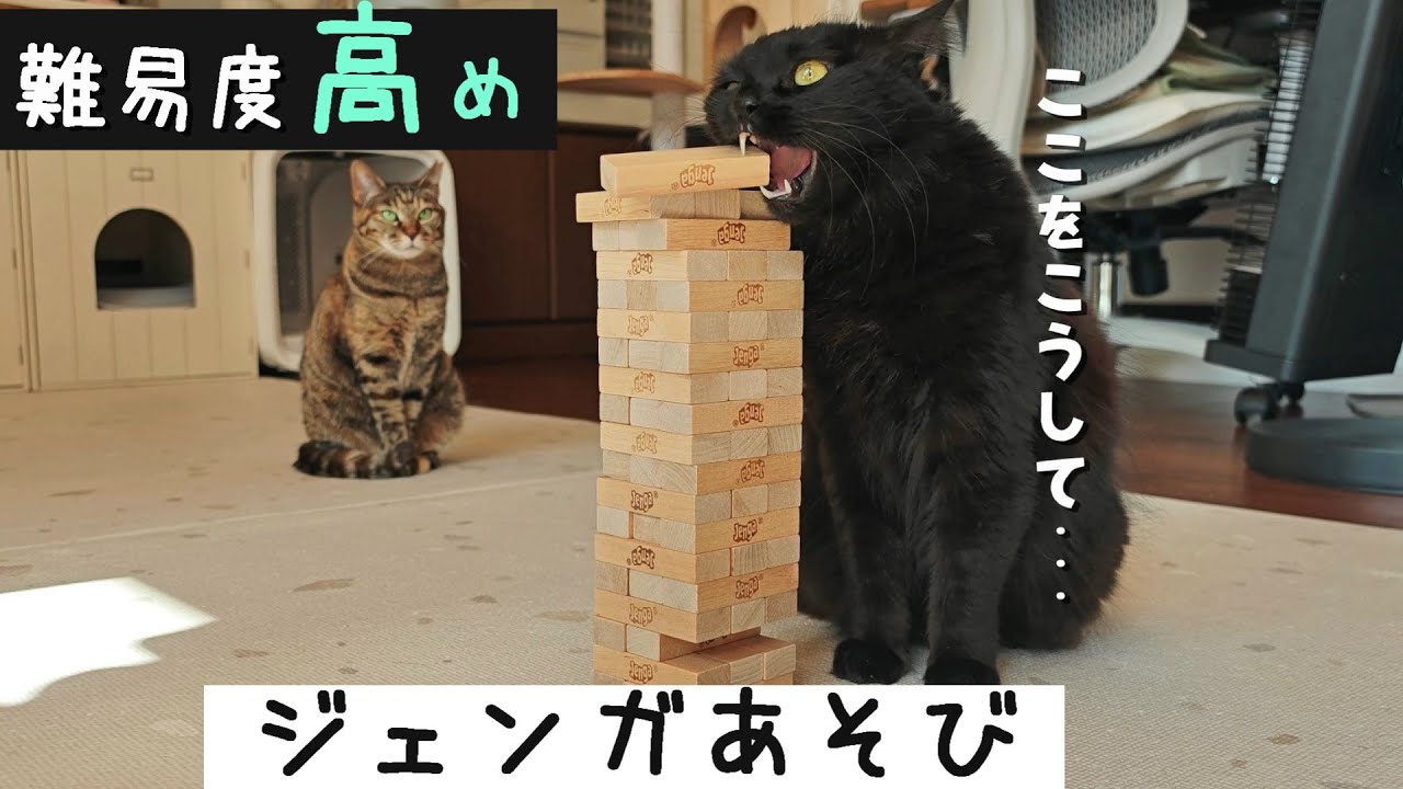 猫とジェンガで遊んだらまさかの結果になりました