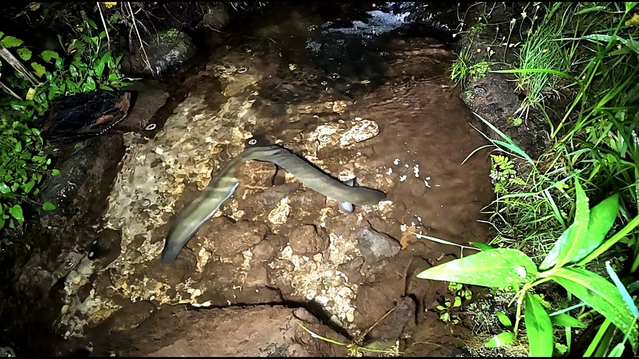 Feeding Eels 27 Jan 2026