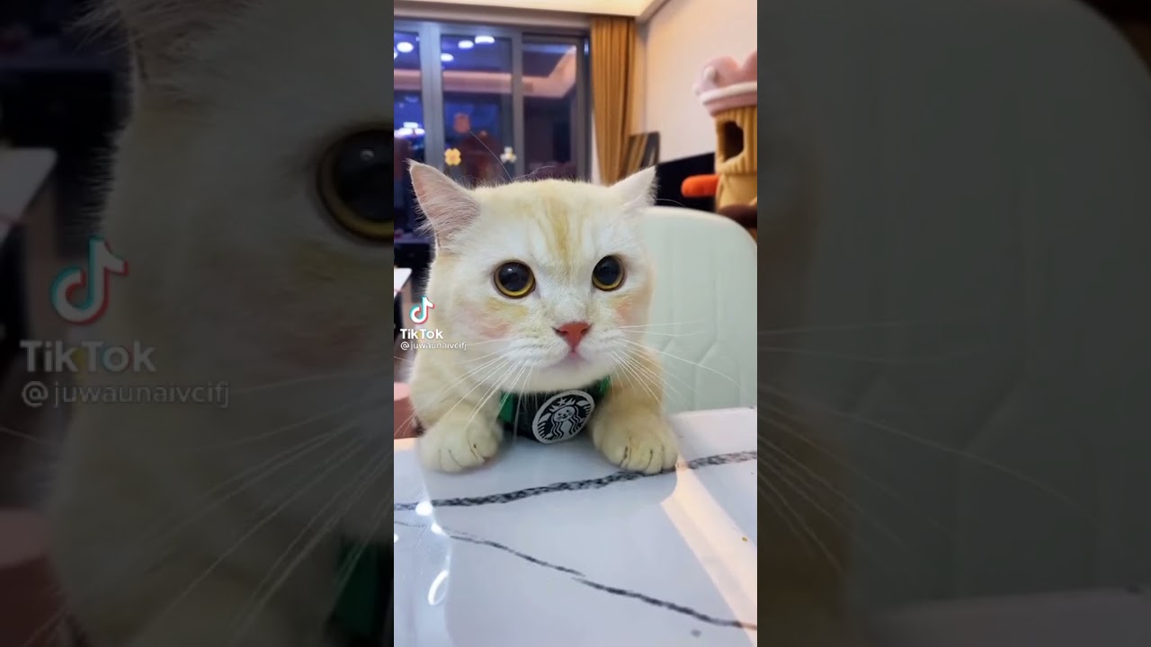 pisi pisi 🐈