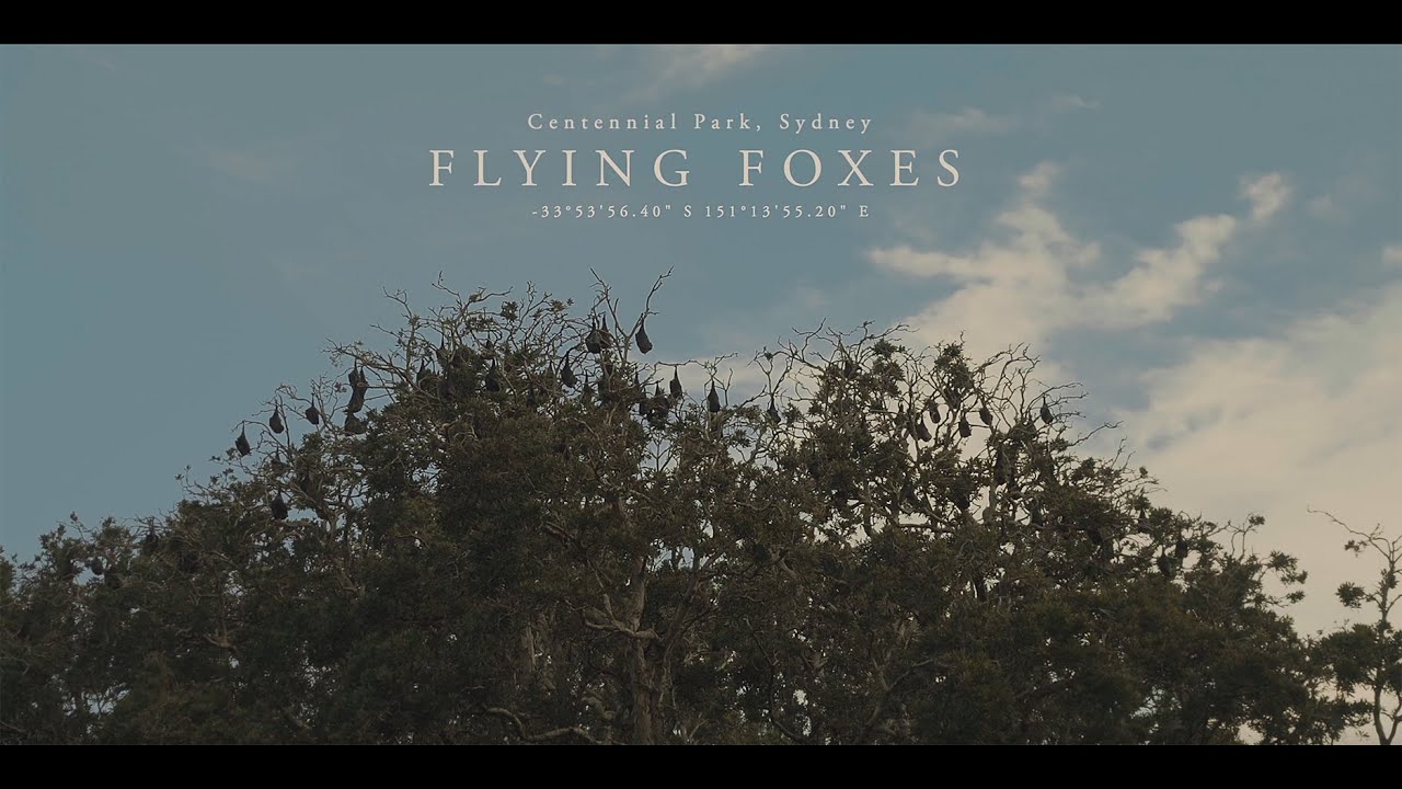 Grey-Headed Flying Foxes | Centennial Parklands | Sydney, Australia