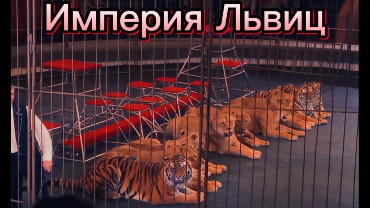 Империя львиц. Цирк. Луганск. 17.12.2023