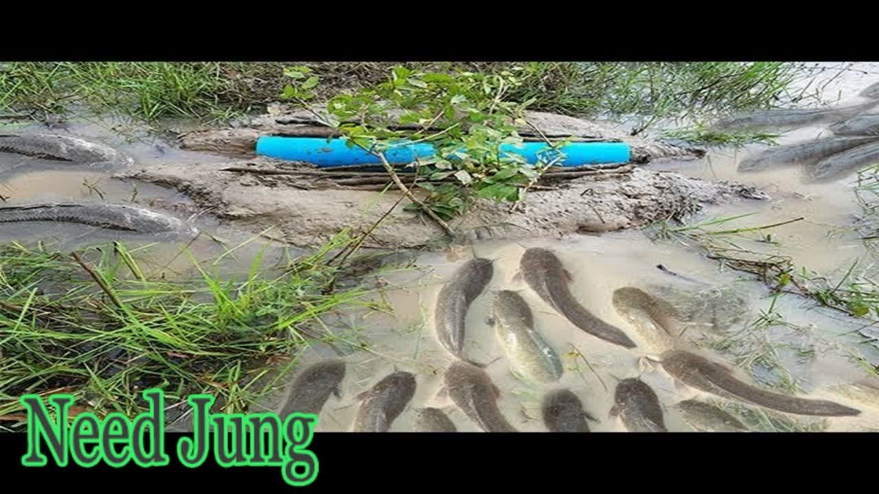 Great Deep Hole Fish Trap By Two Creative Boys -How To Make Deep Hole Fish Trap At Rice Field - Nee