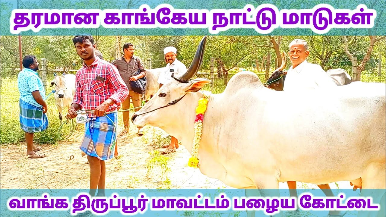 தரமான காங்கேய இன நாட்டு மாடுகள் வாங்க நினைத்தால் பழையகோட்டை மாட்டு சந்தை/ tamilnadu