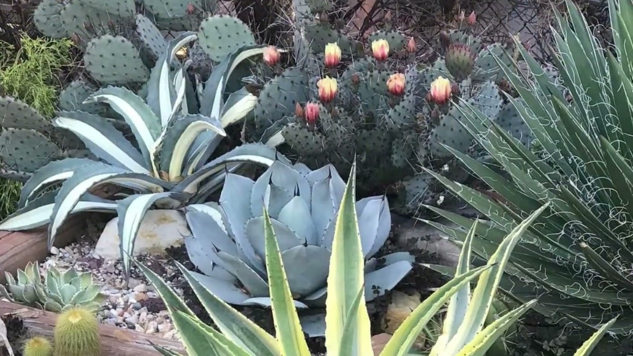 Cactus landscaping/ideas