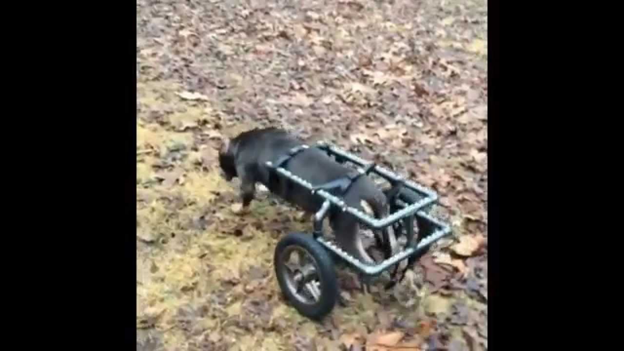 How To Make A Doggy Wheel Chair #4, Finished