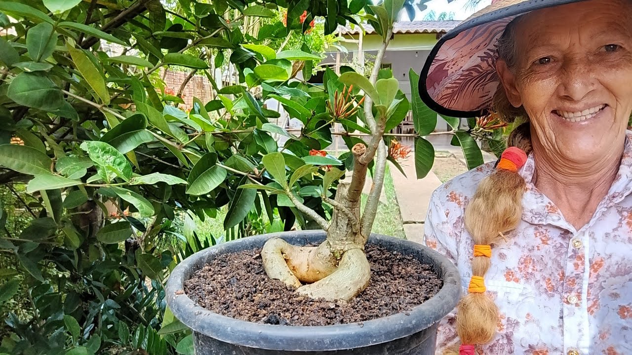 Minhocas na terra dos vasos de plantas .