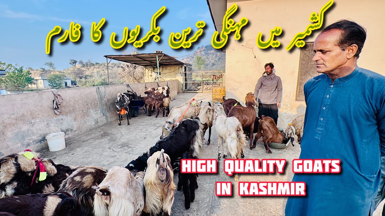  Bahlwali   beetal goats in Kashmir || High quality goats || کشمیر میں بہلوالی بیتل بکریاں 