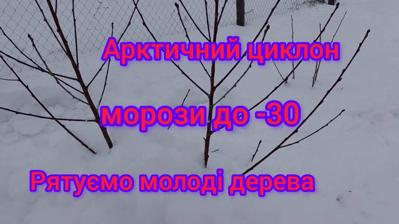 Всім хто осінню висадив дерева,обов'язково подивитися це відео!!! 