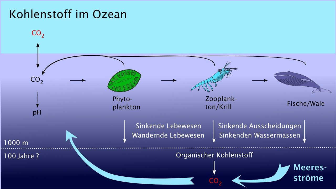 Kohlenstoff im Ozean