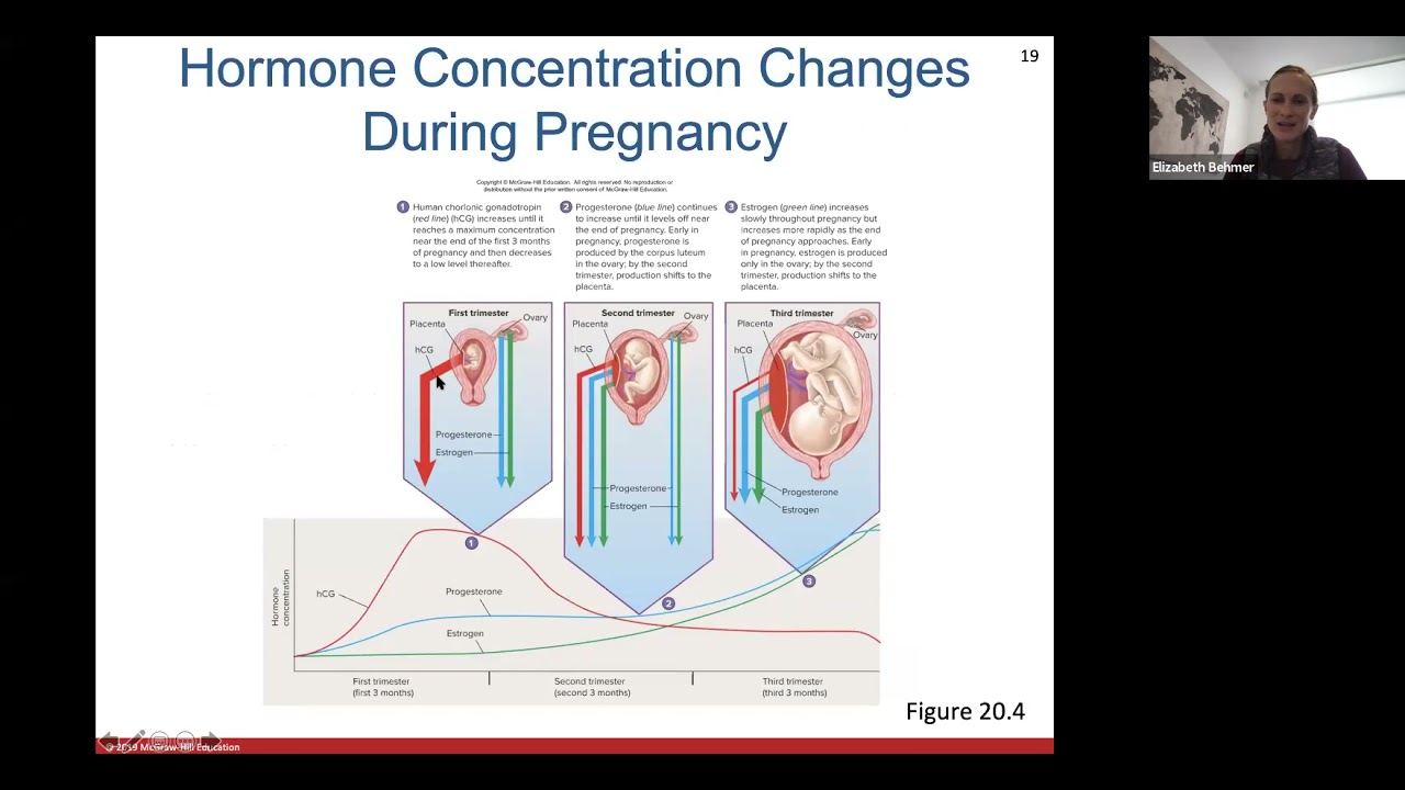 Ch. 20 (Development, Heredity, Aging)