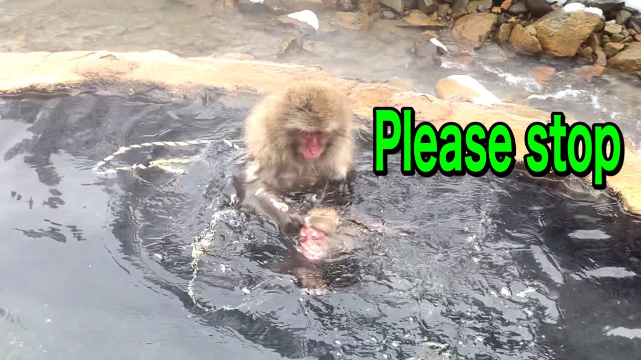 『SNOW MONKEYS JIGOKUDANI 』105 (get angry) mountains jigokudani monkey park korakukan  snowmonkey