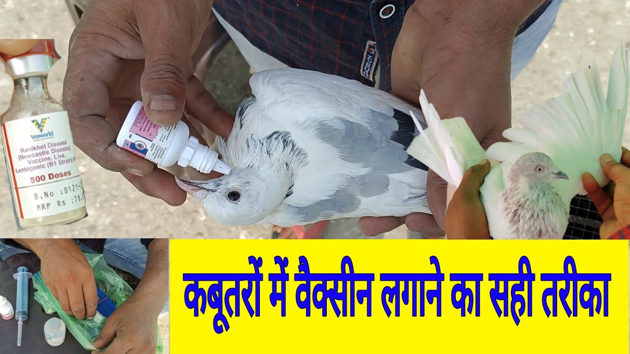 कबूतरों में वैक्सीन लगाने का सही तरीका।। 