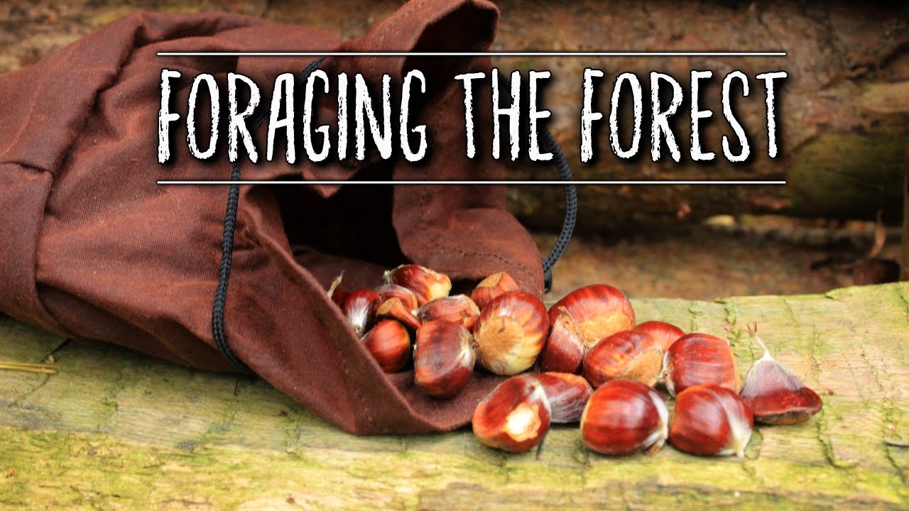 Foraging for Wild Food with my Dog | TAOutdoors