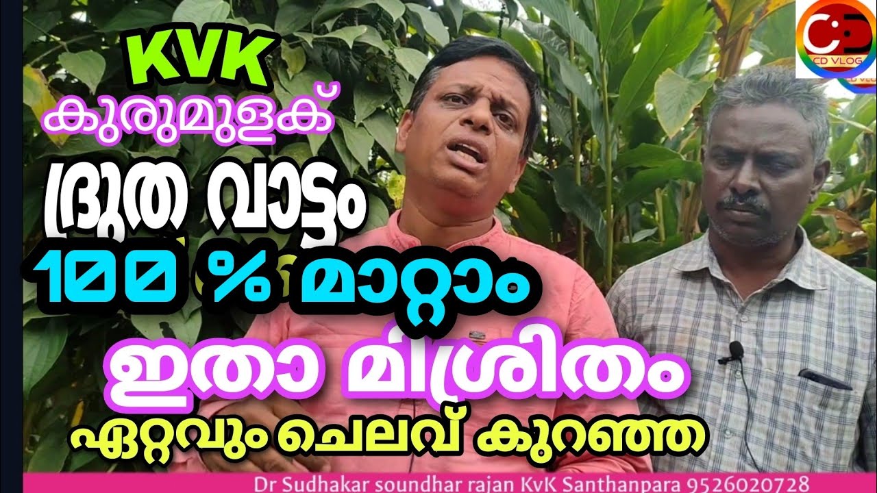 കുരുമുളക് / ദ്രുതവാട്ടം 100 %  മാറും ഇതാ ചെലവ് കുറഞ്ഞ മിശ്രിതം / #kvk  IISR Pepper spe cial /#cdvlog