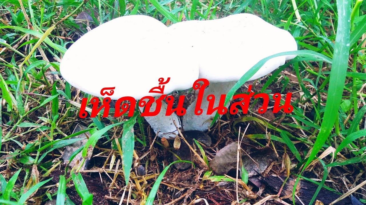#เห็ดขึ้นในสวน#ปลูกผักผลไม้@หนุ่มสุรินทร์ พออยู่พอกิน