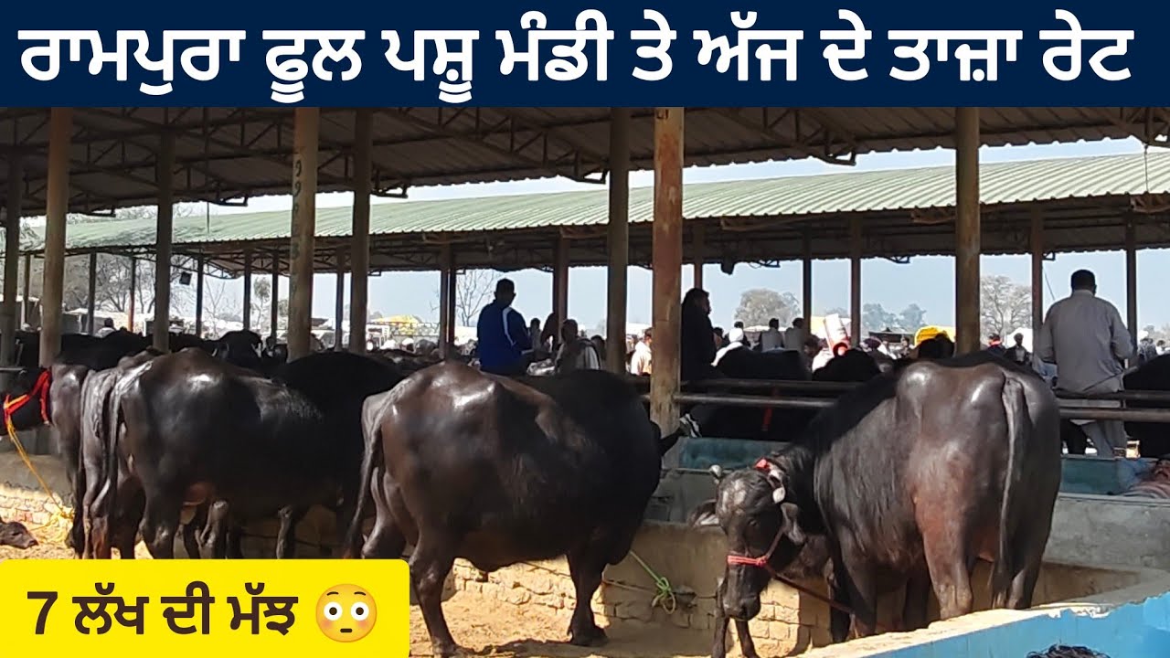ਰਾਮਪੁਰਾ ਫੂਲ ਪਸ਼ੂ ਮੰਡੀ ।। Rampura Phool pashu Mandi today।।#buffalo #cow