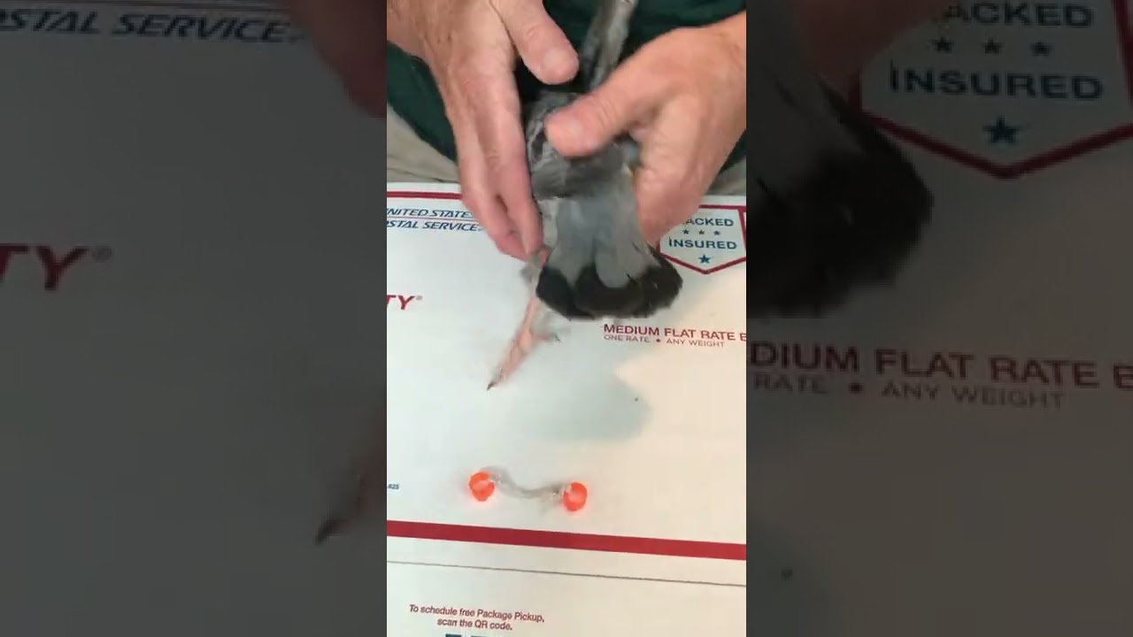 Fixing splayed legs in racing pigeons
