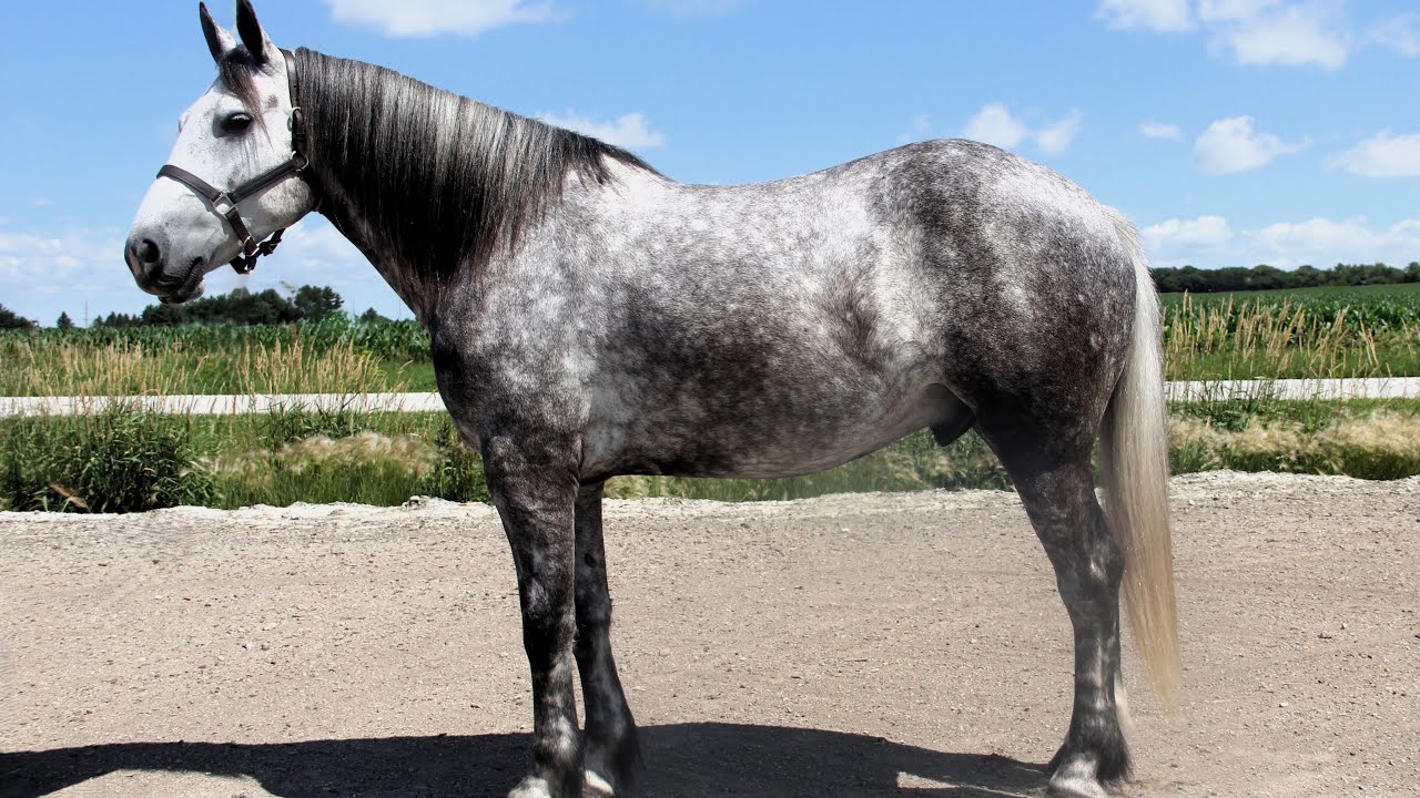 Silver, 5 year old Draft Cross Gelding consigned to Mile High Summer Sale August 29 in Loveland, CO