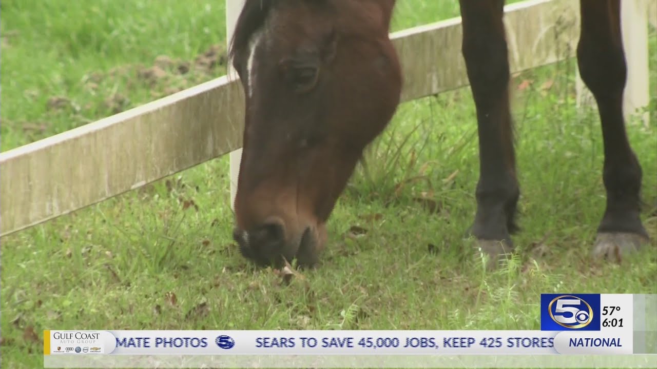 VIDEO: Owner of molested horse wants accused man to get help