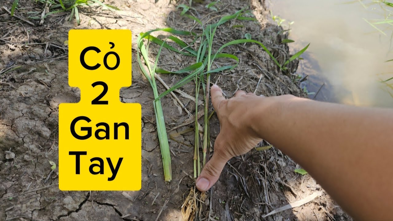 Loại Thuốc Xịt Cỏ Lớn 20 Ngày Tuổi Vẫn Chết Tận Gốc