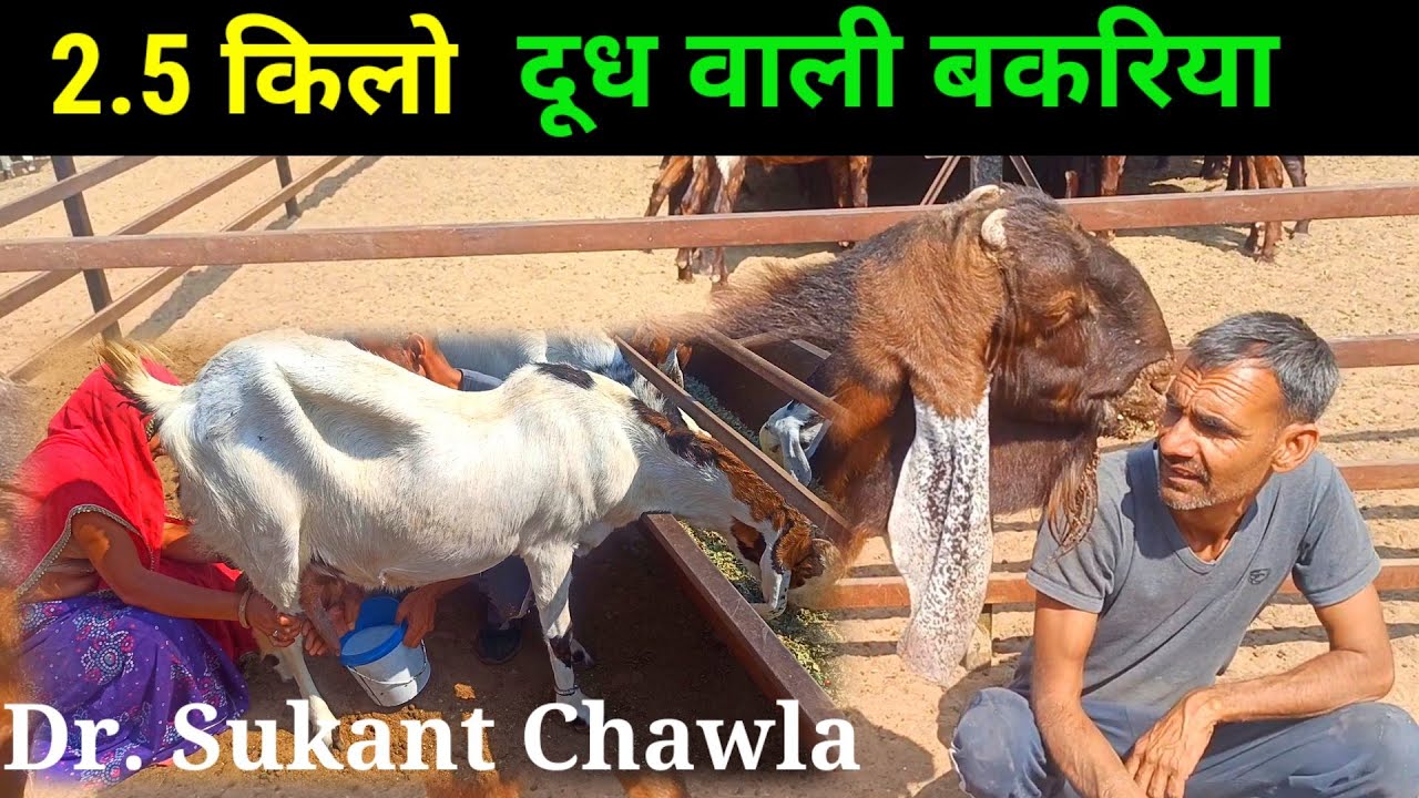 2.5 किलो दूध वाली बकरिया Dr.Sukant Chawla