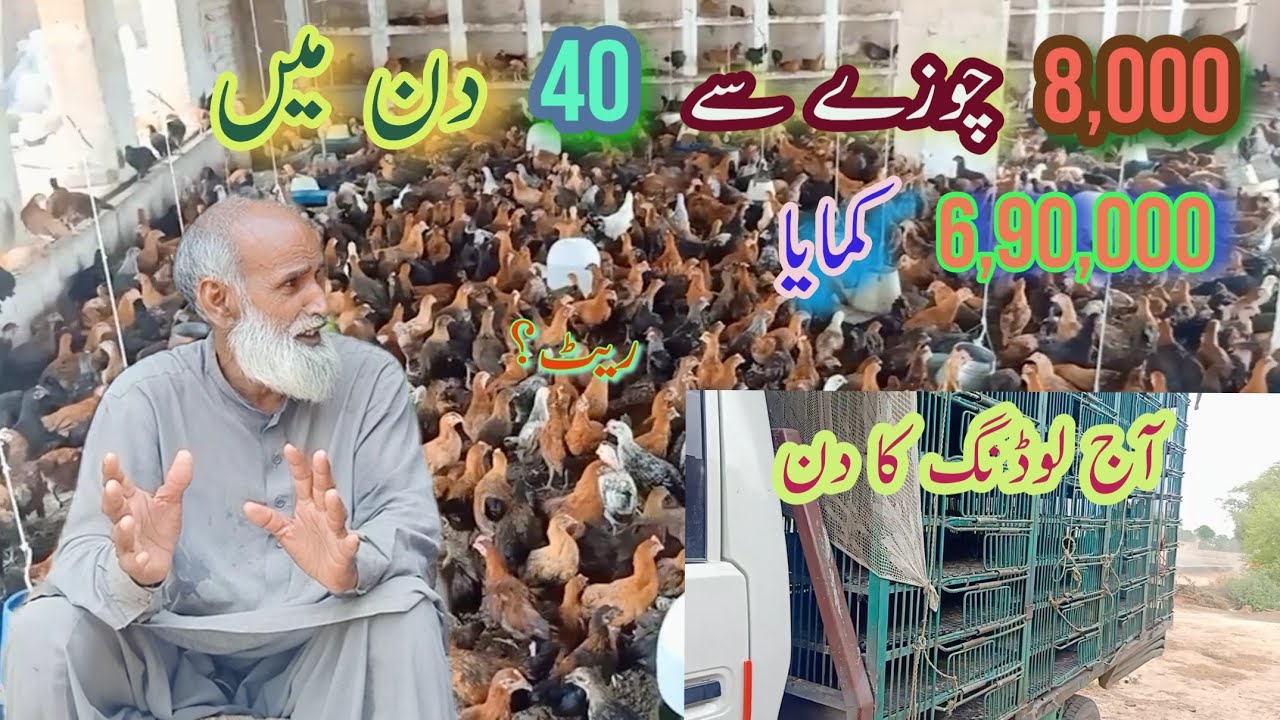 Golden Misri Farming in pakistan || Golden Misri Rates || Desi Hen ||Misri Murghi|| Farming protocol