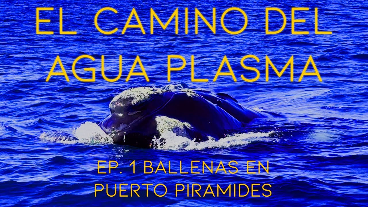 EL CAMINO DEL AGUA PLASMA | EP. 1 Ballenas en Puerto Pirámides